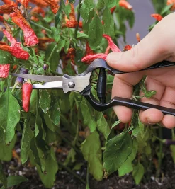 Forged Flower Snips