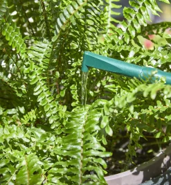 Haws Plastic Watering Can