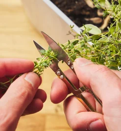 One Dozen Spring Shears