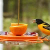 Oriole Bird Feeder