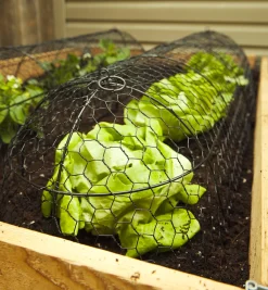 Wire Plant Protectors